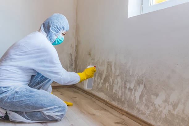 Licensed Commercial Mold Remediation service in Greenville, VA - Car Mold Remediation