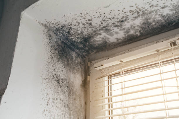 Affordable Commercial Mold Remediation solutions in Greenville, VA
